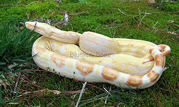 Blade - Sharp Albino Possible Het Anery Boa Constrictor