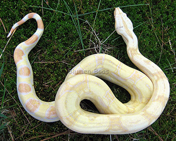 ghost het albino boa constrictor