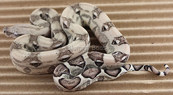 Male Pastel Anery Boa Constrictor