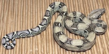 Male Anery Boa Constrictor