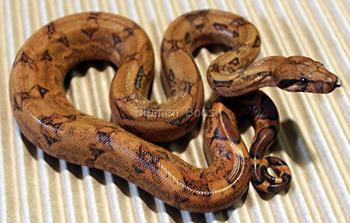 Female Blood