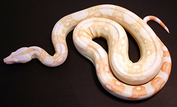 Male Sharp Albino 66% Possible Het Anery (Het Sharp Snow) Boa Constrictor