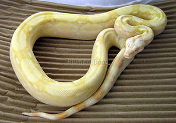 Female Sharp Albino Het Anery Boa Constrictor