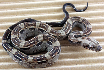 Female Aztec Het Leopard Boa Constrictor
