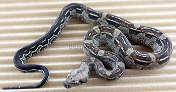 Female Aztec Het Leopard Boa Constrictor