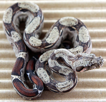 Male Het Leopard Boa Constrictor