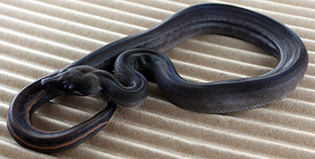 Male Eclipse (Colombian Motley Leopard)