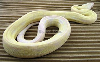 Blanc - Sharp Snow Boa Constrictor