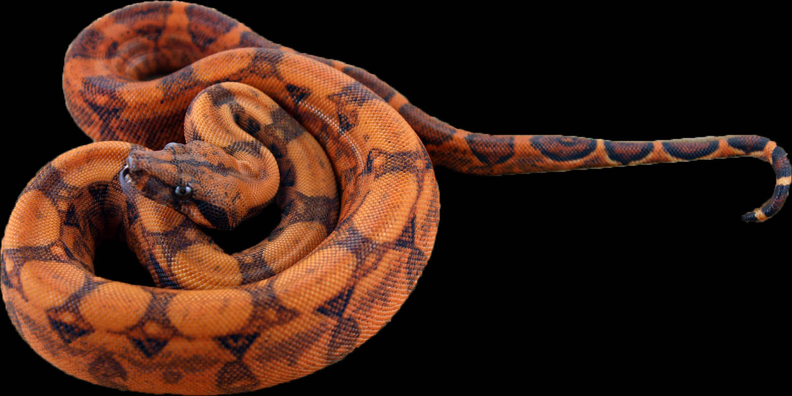 Blood Boa Constrictor
