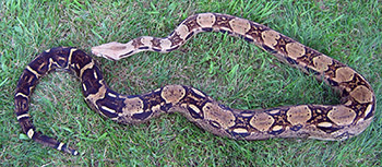 Colombia - Double Het Sharp Snow and mother of the first Sharp Snow Boa Constrictor!