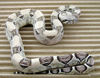 Frick - Pastel Anery Boa Constrictor
