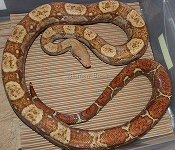 George - T+ Nicaraguan Boa Constrictor
