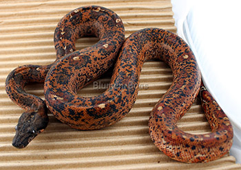 Ginger - Hypo Leopard Boa Constrictor