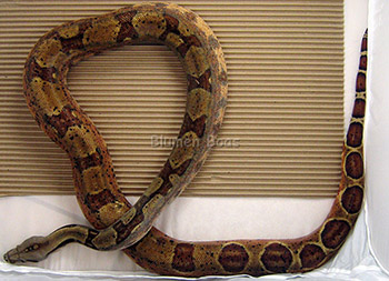Lucille - DH Leopard (Het Leopard and Salmon Hypo), Boa Constrictor