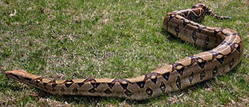 Samy - a LARGE and in charge Boa Constrictor