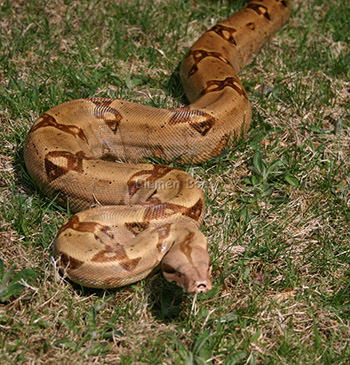 Sunset - a beautiful Boa Constrictor