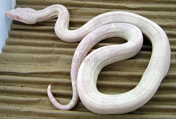 Female Sharp Snow Boa Constrictor