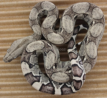 Female Anery Boa Constrictor