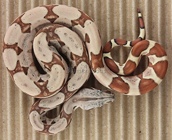Male Pastel Hypo 66% het Anery Boa Constrictor