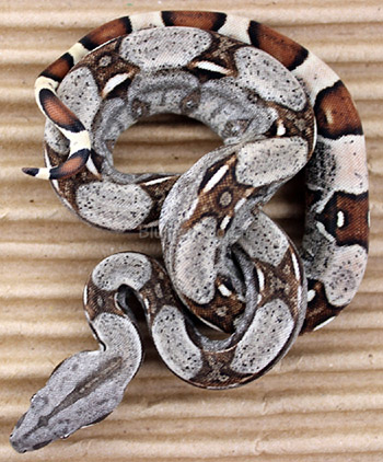 Male 66% het Anery Boa Constrictor
