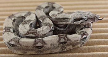 Female Pastel Anery Boa Constrictor