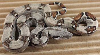 Male Pastel het Anery Boa Constrictor