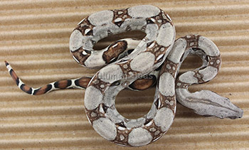 Male Pastel het Anery Boa Constrictor