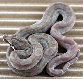 Male Central American T+ Type 2 Moonglow