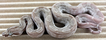 Female Central American T+ Type 2 Moonglow
