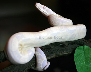 The First Sharp Strain Snow Boa Constrictor!
