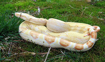 sharp albino boa constrictor